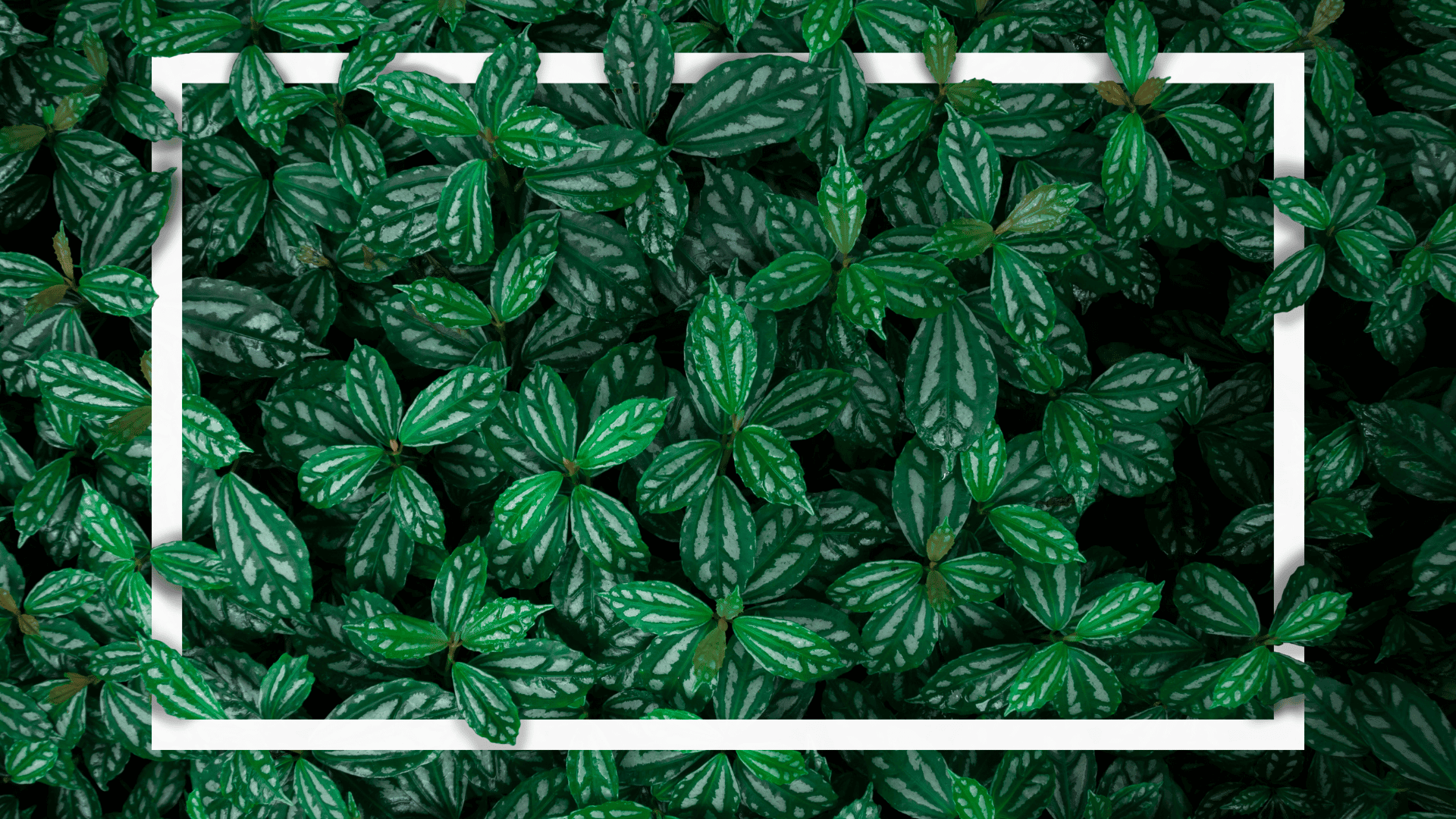 header v1 web